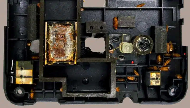 Maggots found in phone during digital forensic examination.